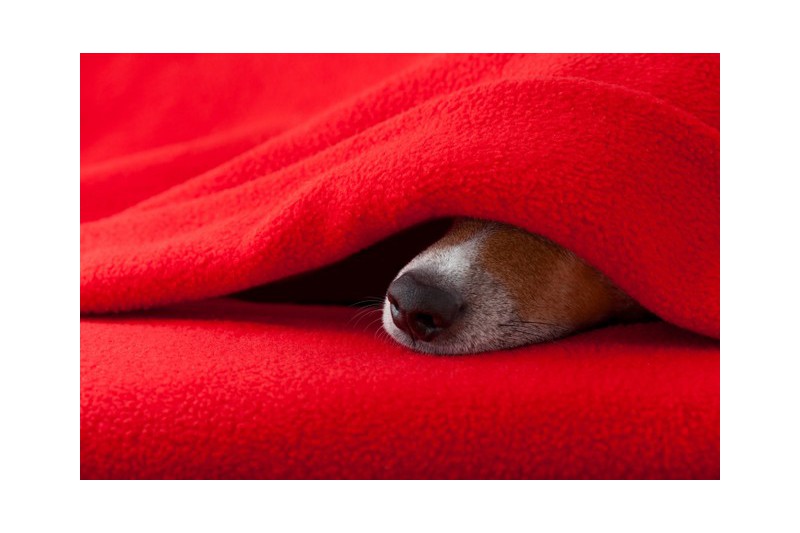 MØRK GRØN POLAR FLEECE – ANTI-PILLING, VARM & LET